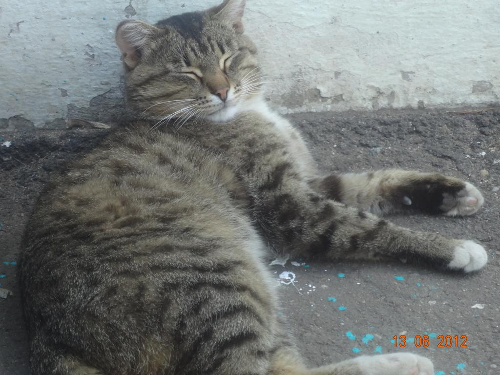 кот))