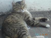 кот))