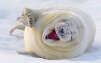 =)))