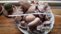 первые грибы