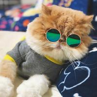 котик в очках