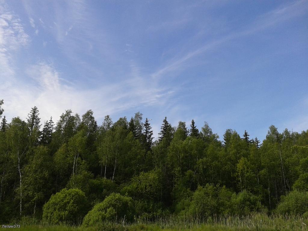 Лес