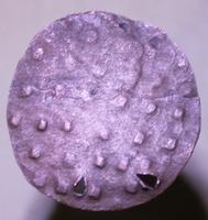 Тмутаракань реверс