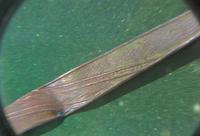 через линзу