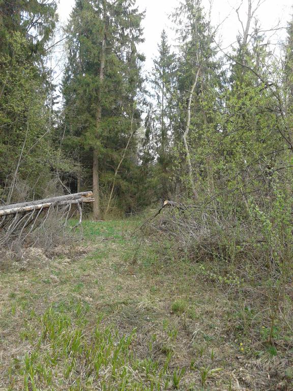 Старая дорога в лесу