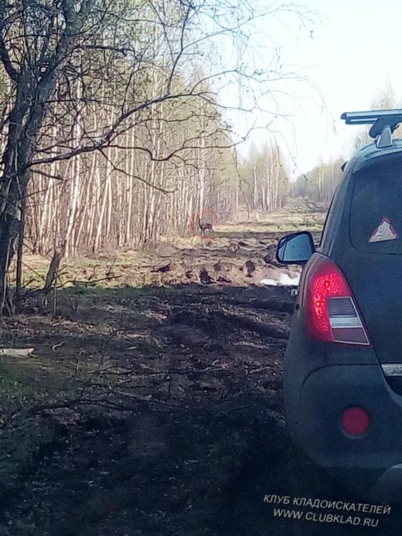 Косуля