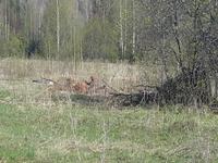 Брошенная деревня2