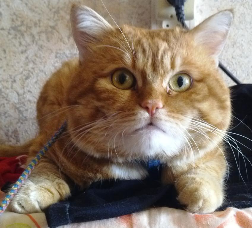 маничело