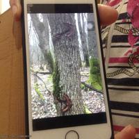 Правая створка 