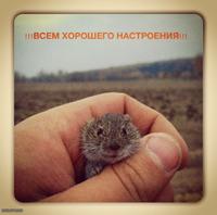 Мышак позировал на копе )))