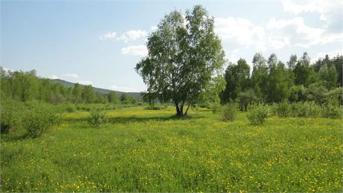 Берёзки.