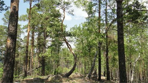 В Леске.