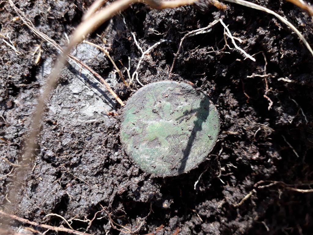 Деньга в поле 1