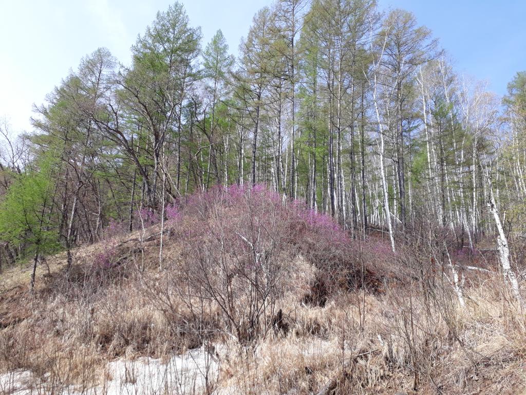 Ручей, багульник