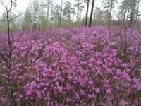 Дорога, багульник