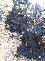 1 Монета земля