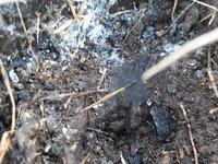 2 Монета земля