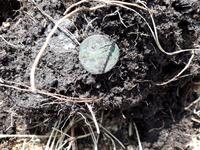 Деньга в поле