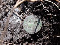 Деньга в поле 1