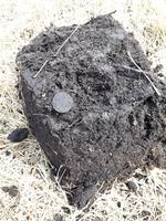 Еще деньга в поле