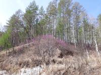 Ручей, багульник