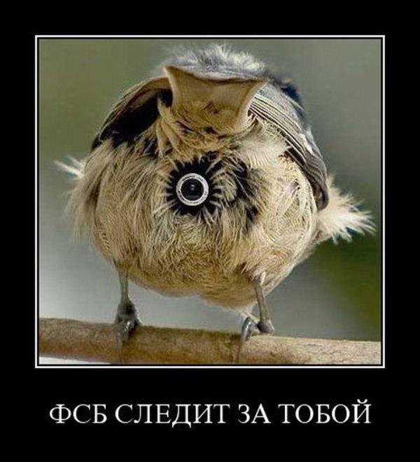 птичка