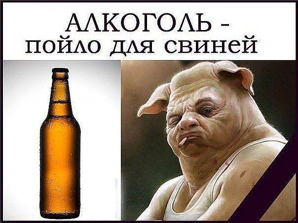 Свинское пойло