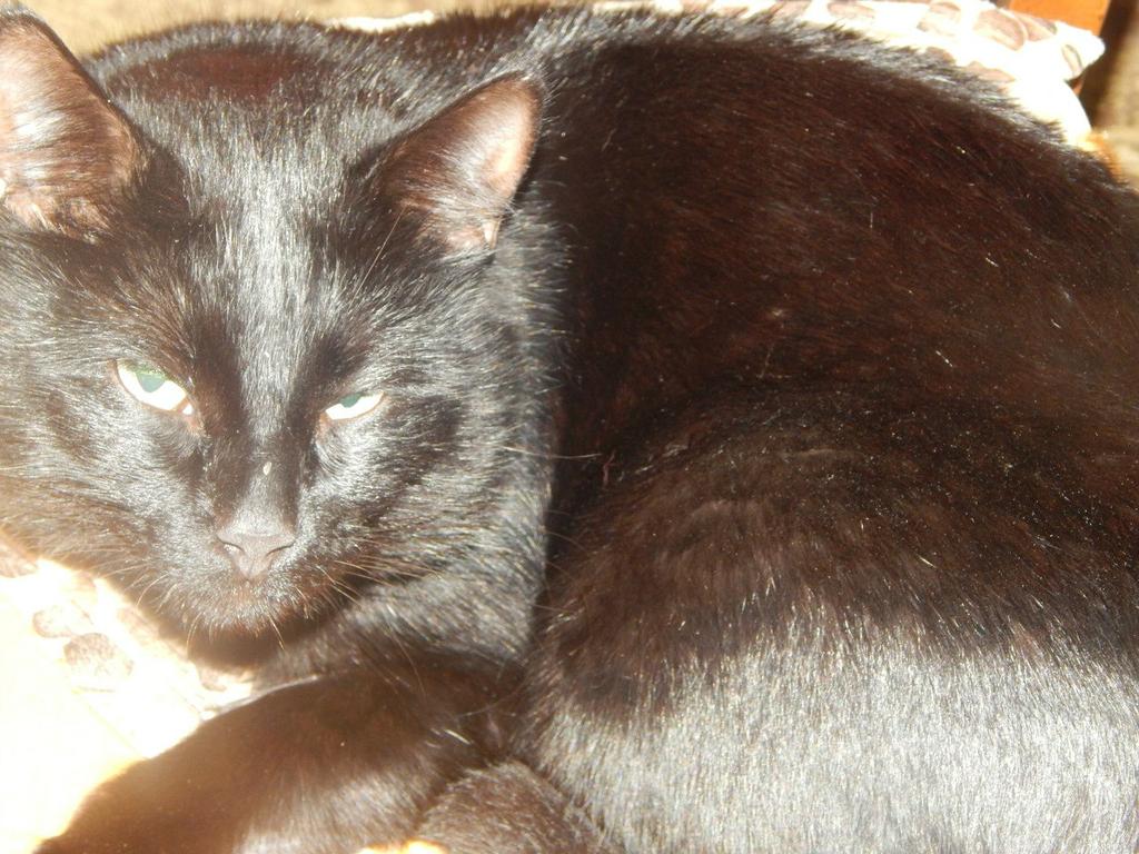 Кот