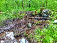 Синявинские джунгли