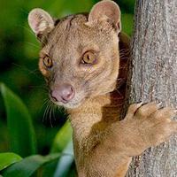Fossa