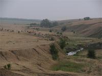 бизоны
