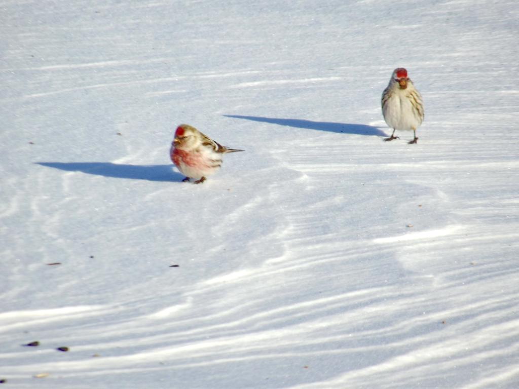 в поиске словно пингвины