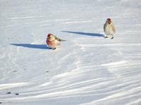 в поиске словно пингвины