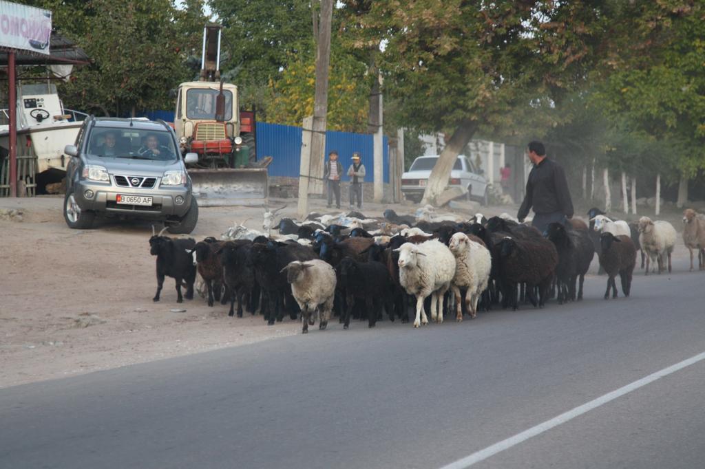 Быт местных