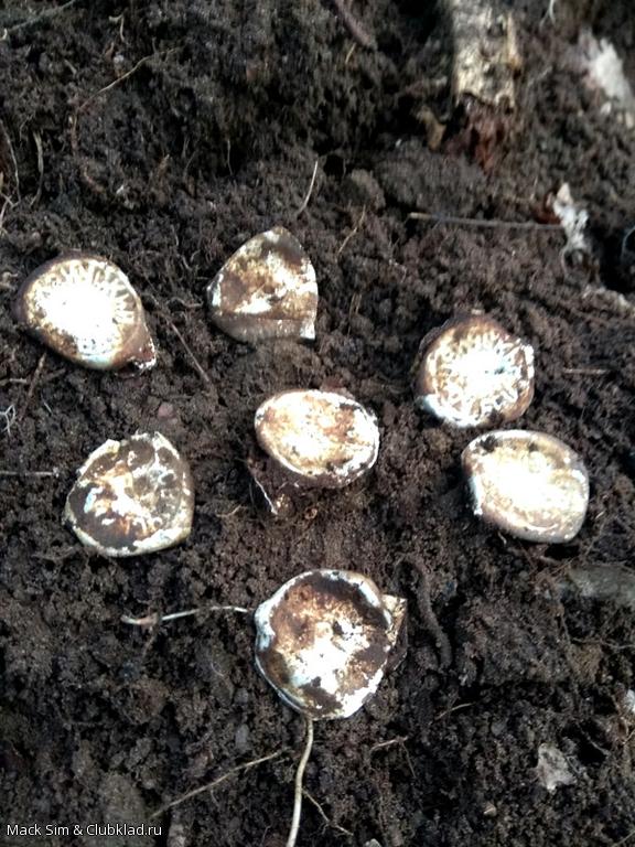 7 пробок из под водки из одной ямки... в чаще леса.