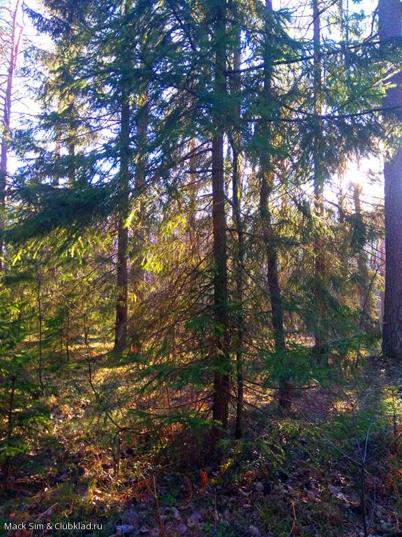 Лес не дремучий