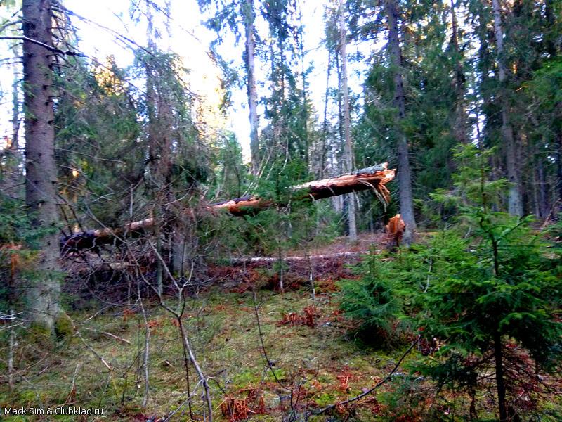 Дремучий лес