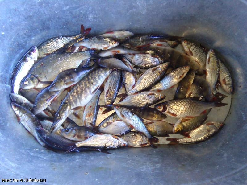 Рыбу ловят тазами! :)