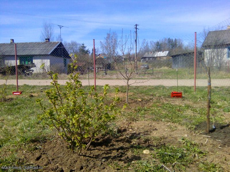 Сажаю деревья на участке