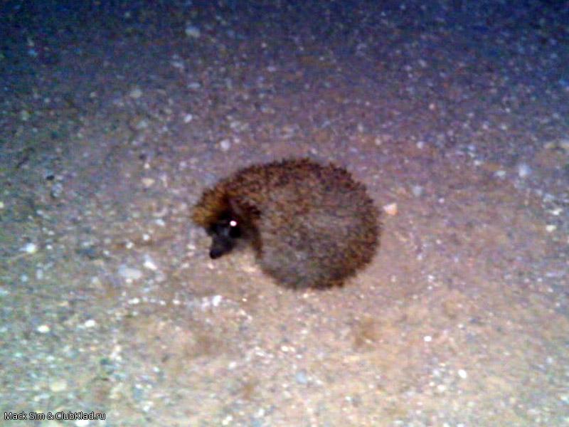 Ежик на дороге