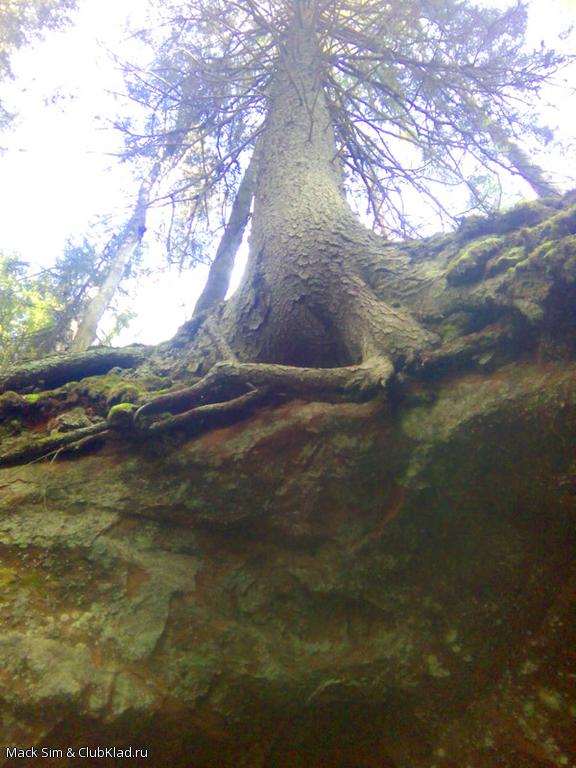 Сосна над святым источником