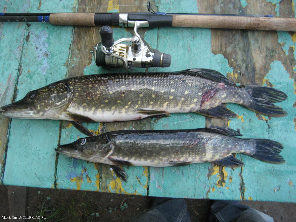 2 покусанных щуки