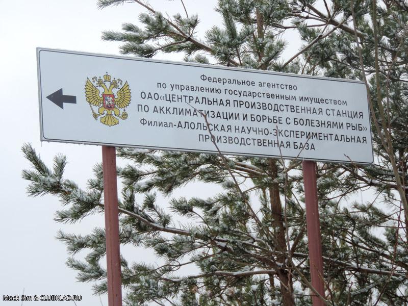 Разведение рыбы-пилы. ))