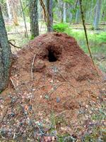 Муровейник...