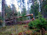 Дремучий лес