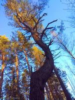 Дерево, однако, типа сосна...