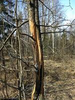 Кто-то кору с осины покушал...