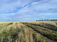 Полевая дорога