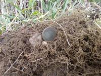 Не плохой «сохран»