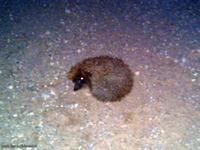 Ежик на дороге